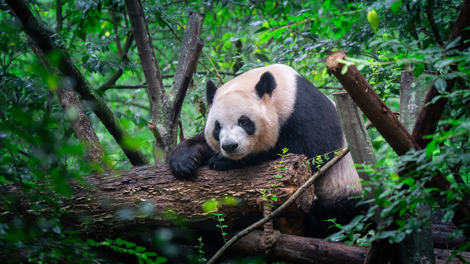 Why Pandas Have Not Become Extinct Yet