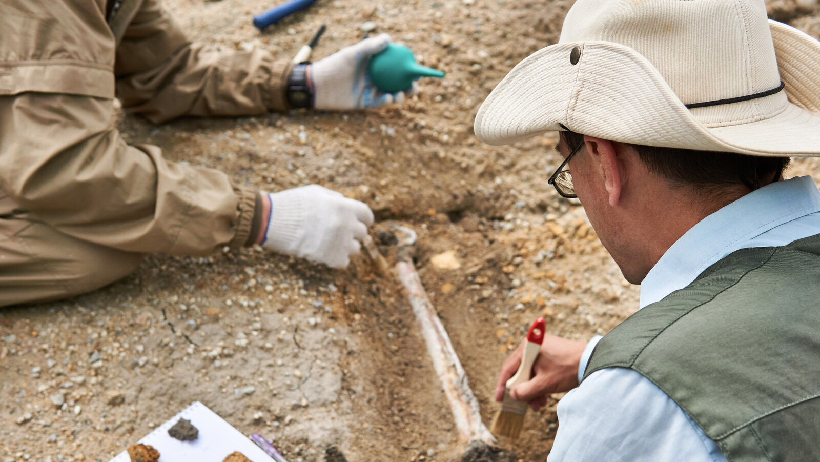 Why Scientists Dislike The Term Missing Link In Evolution