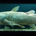 Ancient 400 Million Year Old Fish Thought To Be Extinct