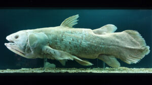 Ancient 400 Million Year Old Fish Thought To Be Extinct