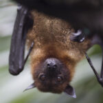 Bats Are Not Blind Debunking The Myth