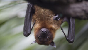 Bats Are Not Blind Debunking The Myth