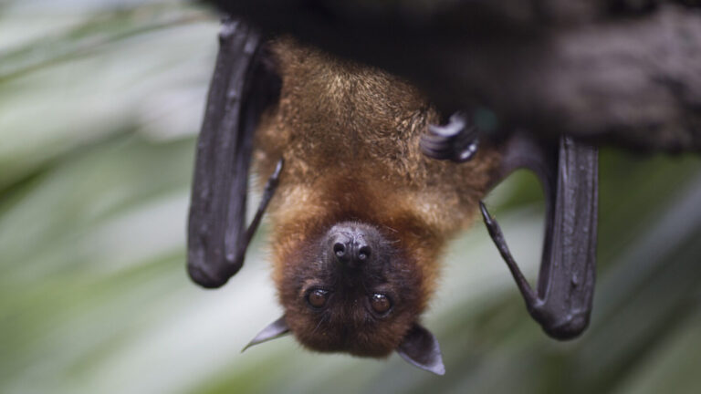 Bats Are Not Blind Debunking The Myth