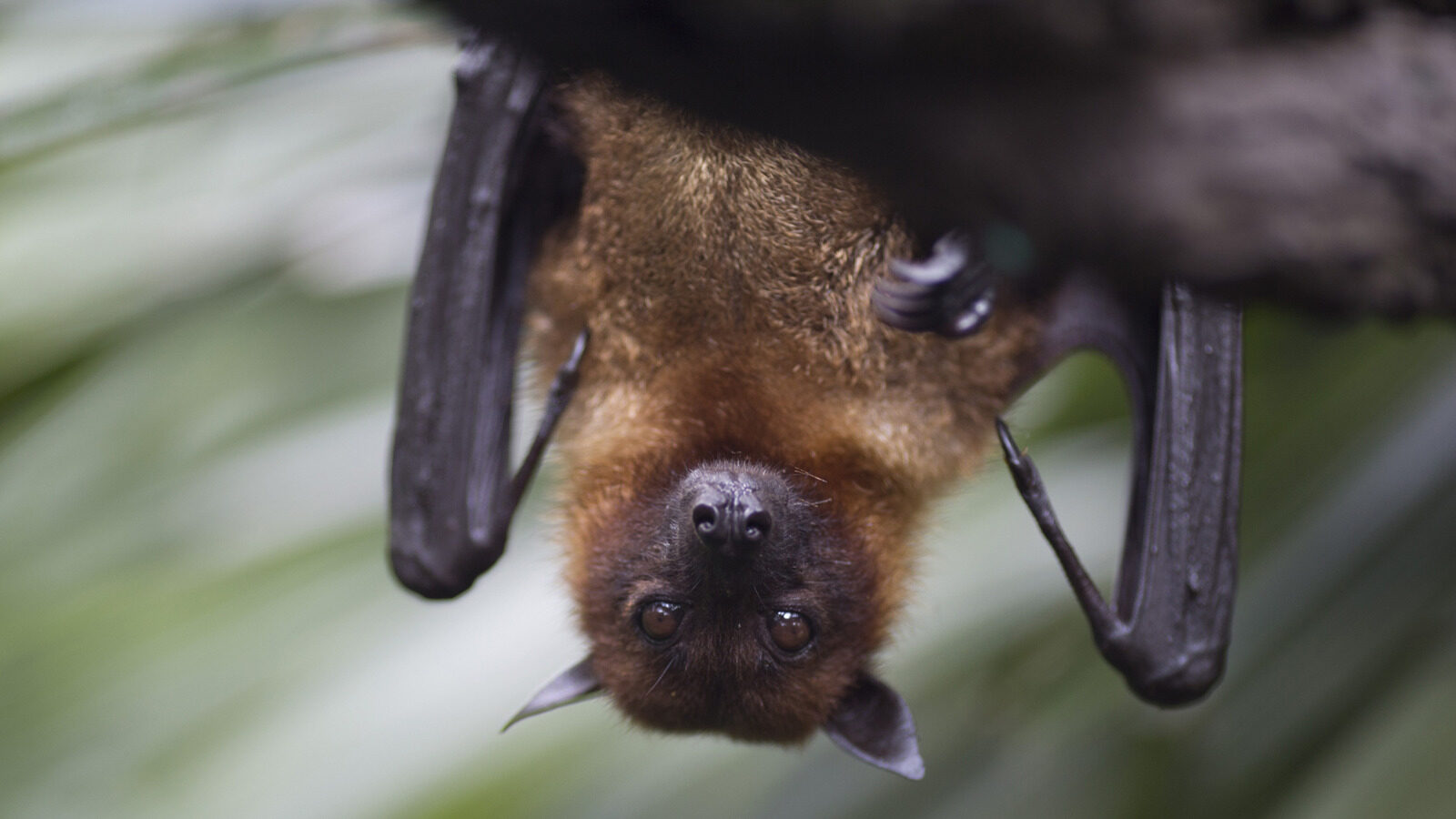 Bats Are Not Blind Debunking The Myth