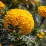 Benefits Of Adding This Helpful Plant To Your Garden