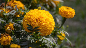 Benefits Of Adding This Helpful Plant To Your Garden