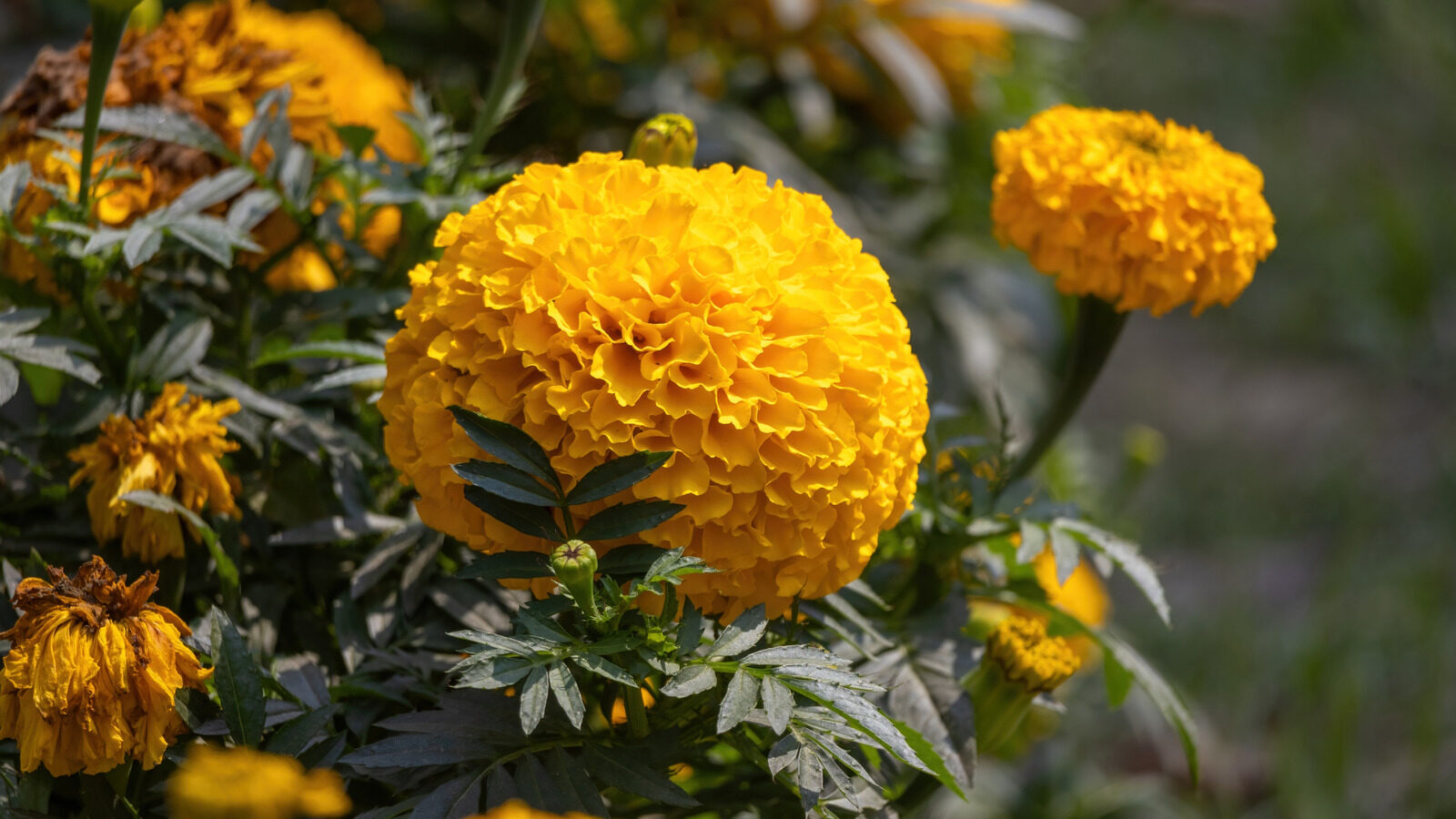 Benefits Of Adding This Helpful Plant To Your Garden
