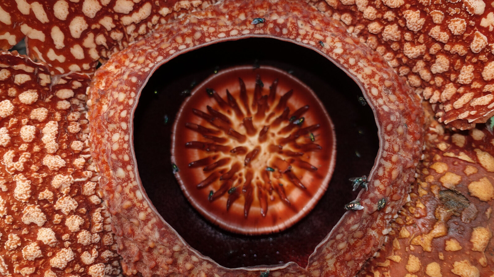 Bizarre Parasitic Plant With Odor Of Rotting Flesh