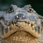 Can Alligators And Crocodiles Mating Happen