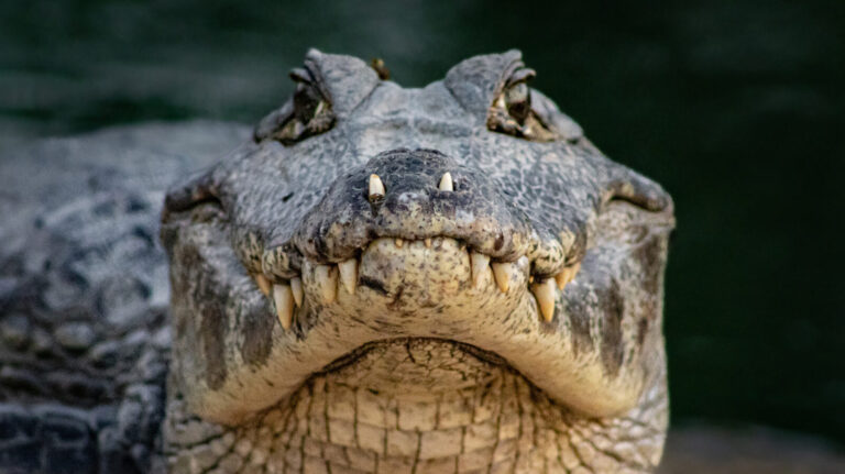 Can Alligators And Crocodiles Mating Happen