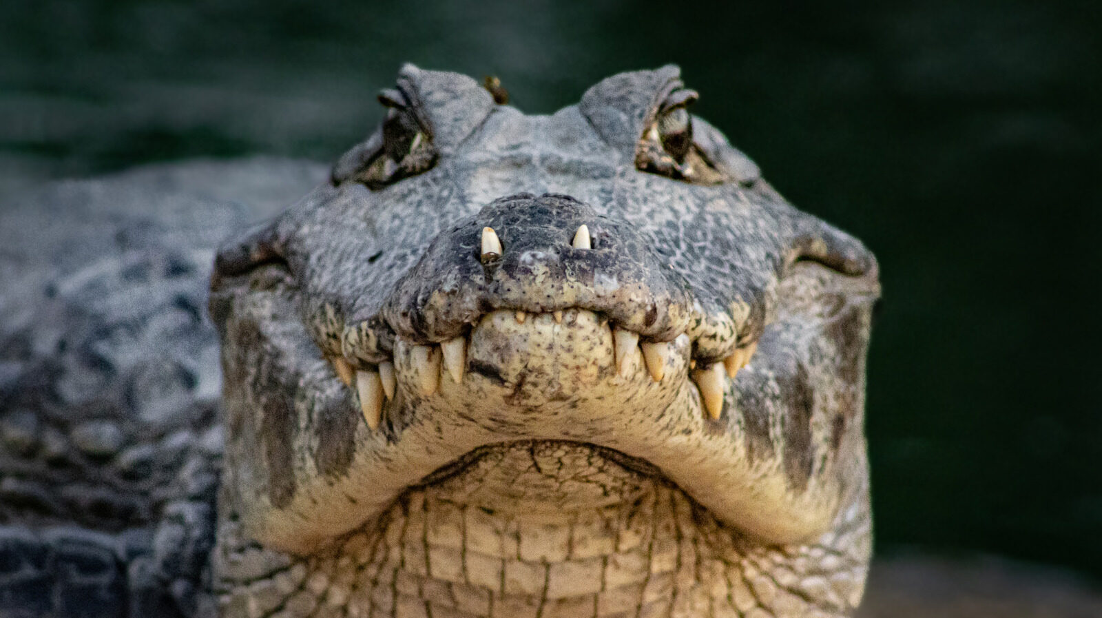 Can Alligators And Crocodiles Mating Happen