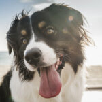 Dog Can Sense If Someone Dislikes You