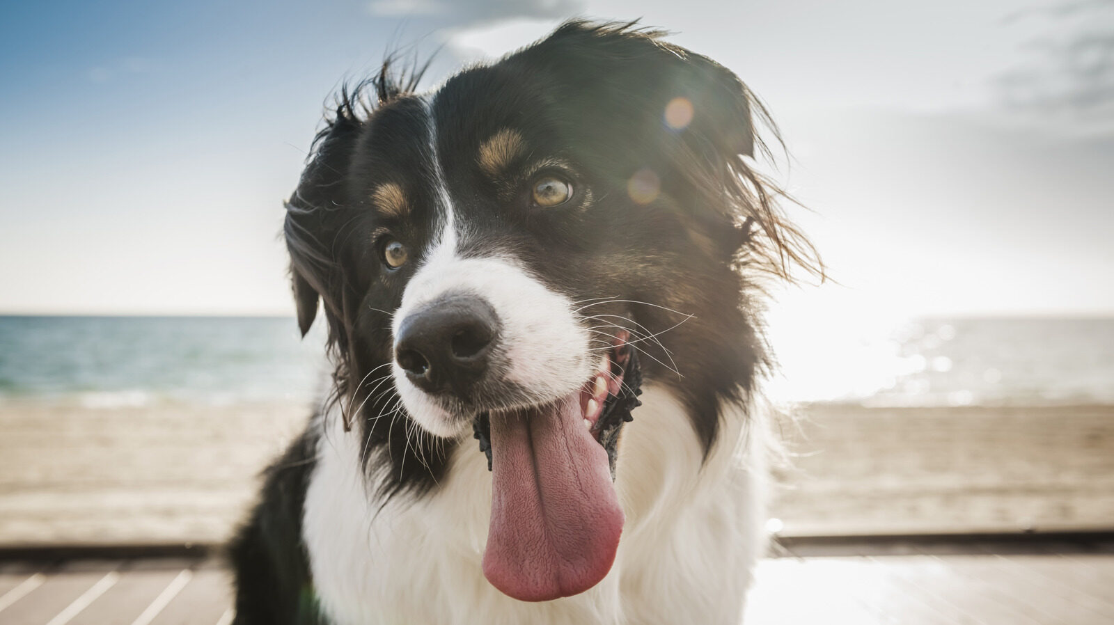 Dog Can Sense If Someone Dislikes You