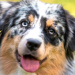 Dogs Can See Colors The Truth About Canine Vision
