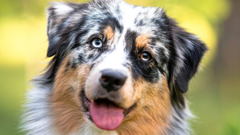 Dogs Can See Colors The Truth About Canine Vision