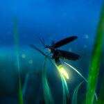 How Do Lightning Bugs Produce Their Glow