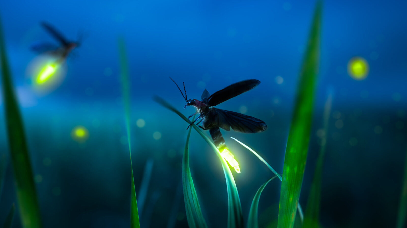 How Do Lightning Bugs Produce Their Glow