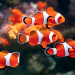 How Fish Sleep Differently Than Humans