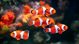 How Fish Sleep Differently Than Humans