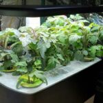 How Plants Grow In Space Explained
