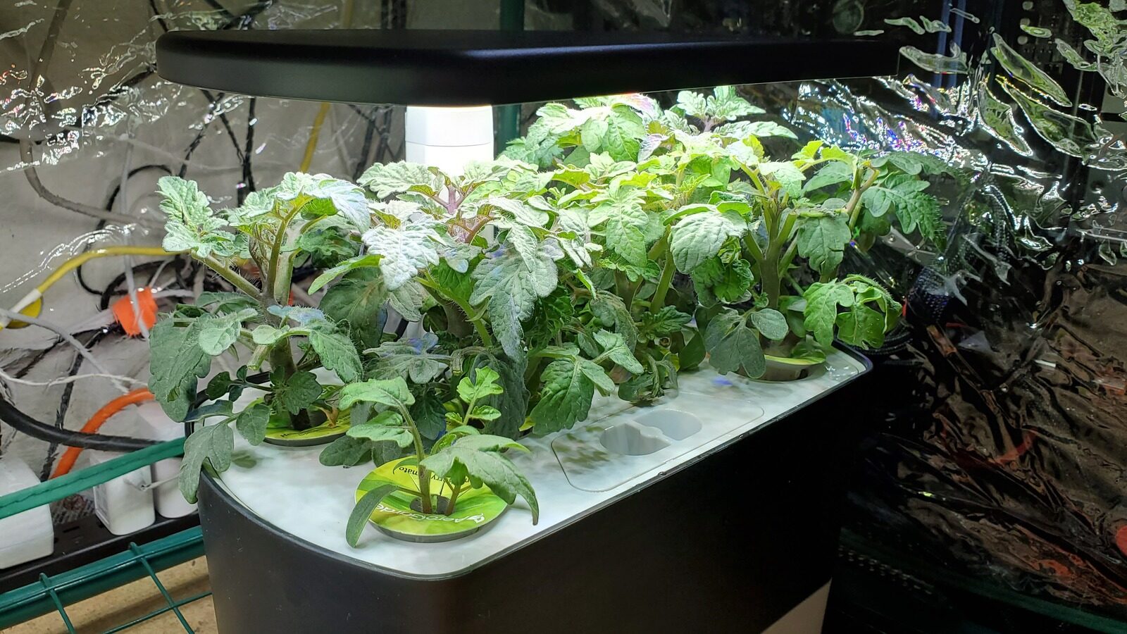 How Plants Grow In Space Explained