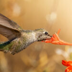 Hummingbirds Are Unique Birds For This Amazing Trick