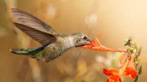 Hummingbirds Are Unique Birds For This Amazing Trick