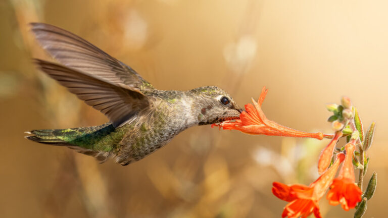 Hummingbirds Are Unique Birds For This Amazing Trick