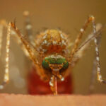 Impact Of Mosquito Extinction On Ecosystems And Humans