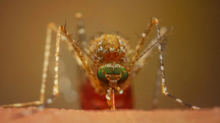 Impact Of Mosquito Extinction On Ecosystems And Humans