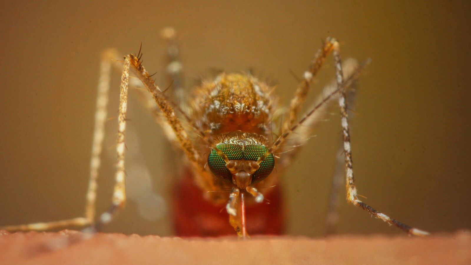 Impact Of Mosquito Extinction On Ecosystems And Humans