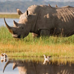 Northern White Rhinos Are Not Extinct Yet But Face Extinction Risk