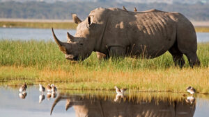 Northern White Rhinos Are Not Extinct Yet But Face Extinction Risk