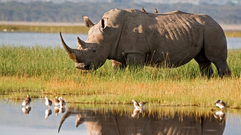 Northern White Rhinos Are Not Extinct Yet But Face Extinction Risk