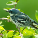 Rare Blue Bird Found In Indiana Forests During Spring And Summer