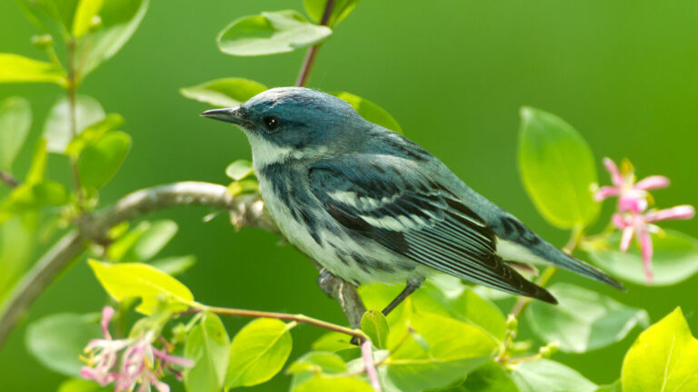 Rare Blue Bird Found In Indiana Forests During Spring And Summer
