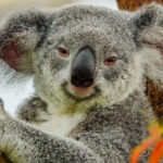 Reasons Koalas Have Not Gone Extinct Yet