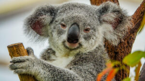 Reasons Koalas Have Not Gone Extinct Yet