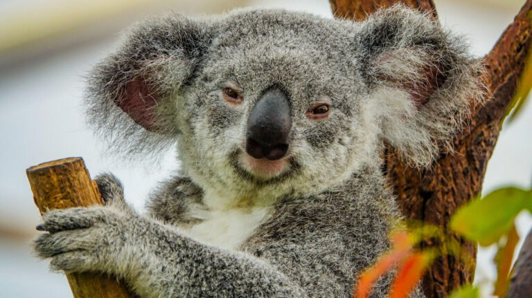 Reasons Koalas Have Not Gone Extinct Yet
