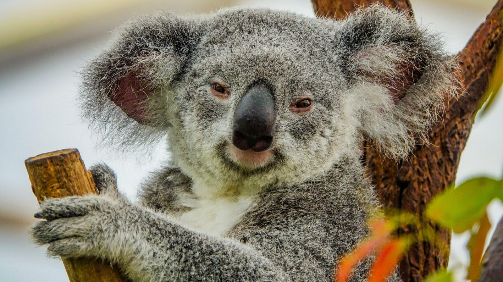Reasons Koalas Have Not Gone Extinct Yet