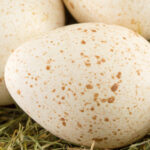 Reasons We Dont Eat Turkey Eggs