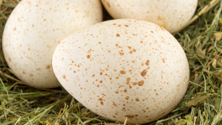 Reasons We Dont Eat Turkey Eggs