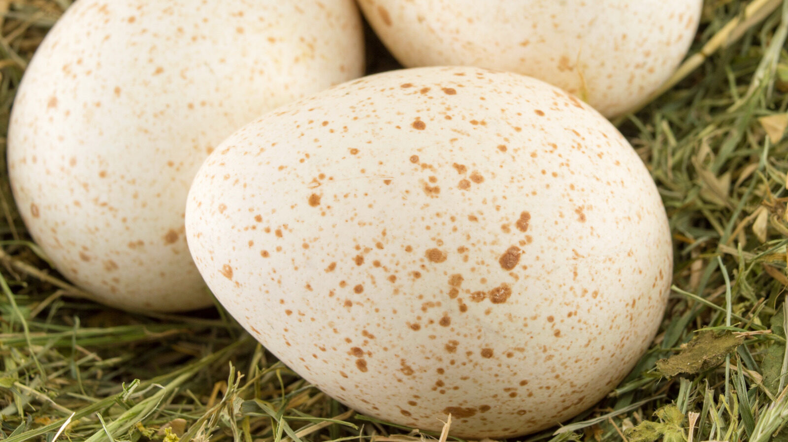 Reasons We Dont Eat Turkey Eggs