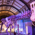 The Largest Dinosaur Discovered Dwarfs Todays Biggest Land Animals
