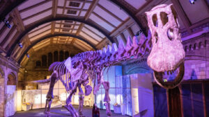 The Largest Dinosaur Discovered Dwarfs Todays Biggest Land Animals