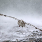 The Largest Flying Bird Today Vs Prehistoric Terror