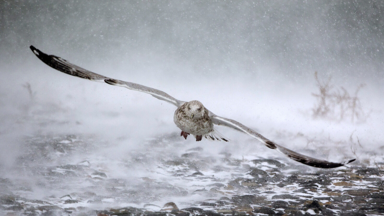 The Largest Flying Bird Today Vs Prehistoric Terror