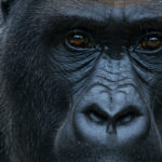 The Largest Gorillas Belong To This Massive Subspecies