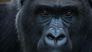 The Largest Gorillas Belong To This Massive Subspecies
