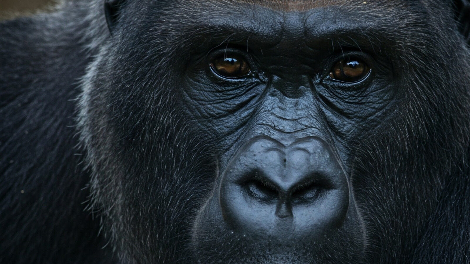The Largest Gorillas Belong To This Massive Subspecies
